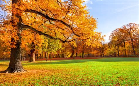 Park Autumn Scenery Wallpaper 2560x1600 31275