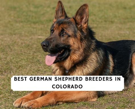 11 Best German Shepherd Breeders In Colorado 2023 We Love Doodles