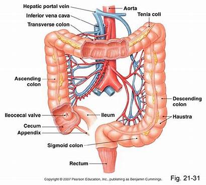 Intestine Anatomy Human Intestines System Function Creva