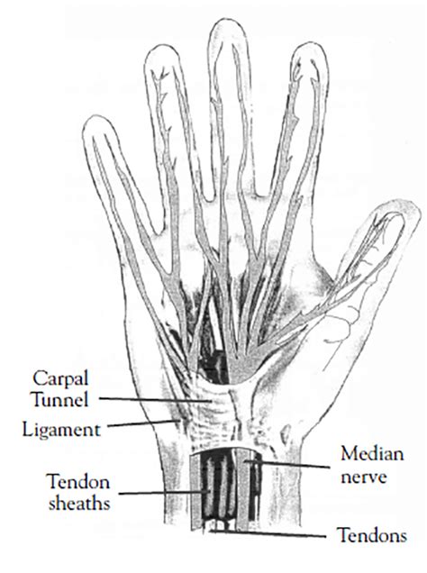 Carpal Tunnel Anatomy Cross Section