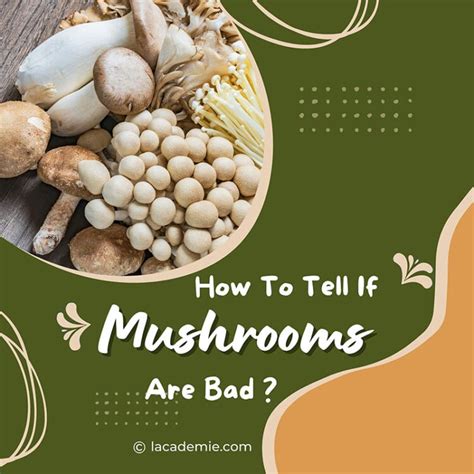 How To Tell If Mushrooms Are Bad The Ultimate Guide 2023