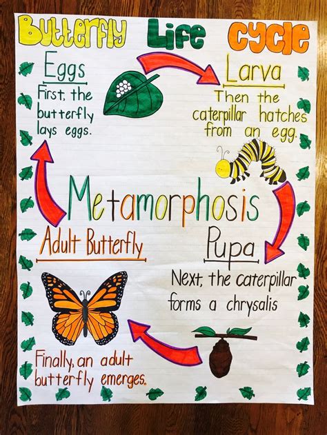 Butterfly Life Cycle Anchor Chart Butterfly Life Cycle