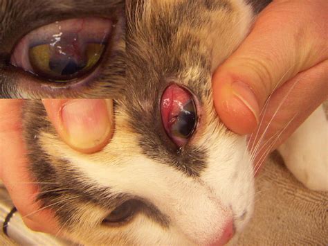 Cats With Eye Infections Biological Science Picture