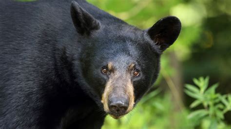 Black Bears The Most Common Bear In North America Live Science