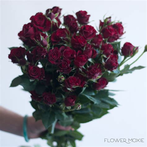 Rubicon Spray Rose Flower Diy Wedding Flowers Flower Moxie