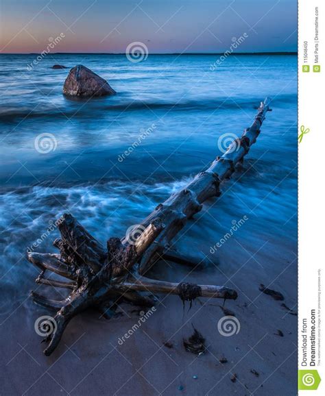 Driftwood On The Beach At Sunset Stock Photo Image Of Timeless