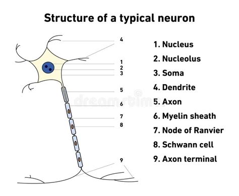 Estructura De Una Neurona Típica Ilustración Del Vector Ilustración