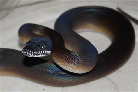 White Lipped Python Cute Reptiles Beautiful Snakes Cute Snake