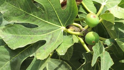 Fig Tree With Fruit At The Taninim Nature Reserve Israel Youtube