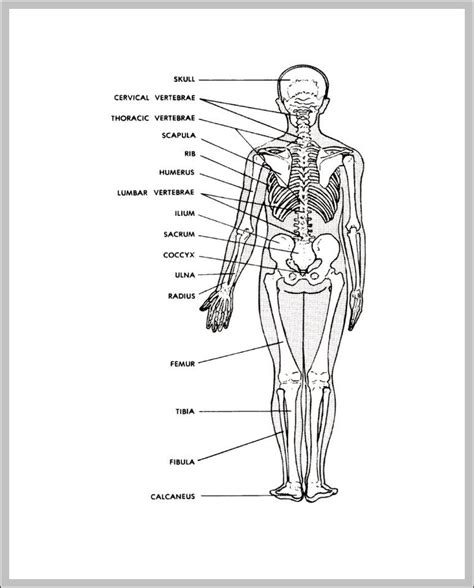 Human body, man and woman, with numbers. skeletal images | Anatomy System - Human Body Anatomy ...