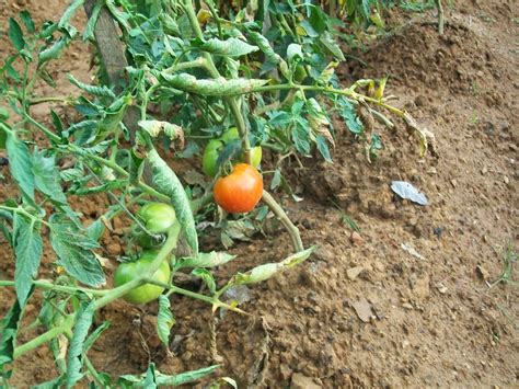 Stir in the zucchini, cucumber, and bell pepper. Gardening Mistakes I made in 2014 | Gardening Forums