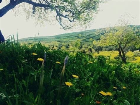 فَصْل • (faṣl) m (plural فُصُول‎ (fuṣūl)). #صور .. فصل الربيع في عصيرة القبلية / نابلس - فلسطين ...