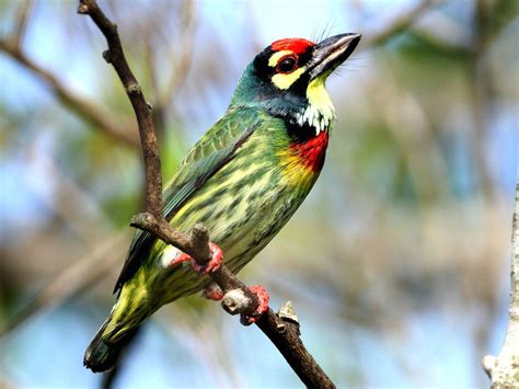 coppersmith barbet psilopogon haemacephalus by lonelyshrimp coppersmith green houses fowl