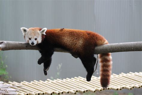 Kids Activities For Red Panda Red Panda Species Wwf Red Panda Lives