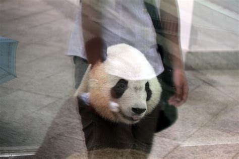 Giant Panda Habitat Destroyed By Extraction Pulitzer Center