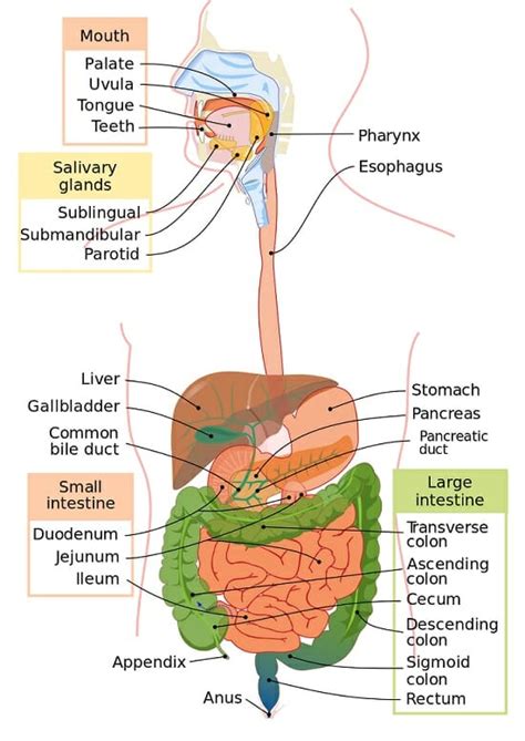 Digestive System Function And Organs Biology Dictionary