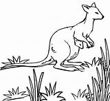Kangaroo Coloring Pages Australian Ones Fun Cute Little sketch template