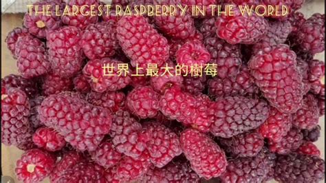 The Largest Raspberry In The World You Must See This Youtube