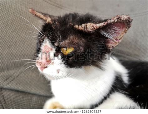 Cat Ear Skin Problem Infection Fungal 스톡 사진지금 편집 1262809327