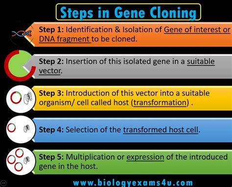 An Overview Of Gene Cloning