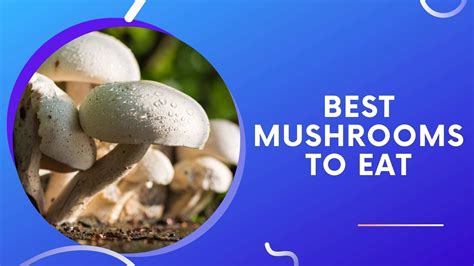 5 Great Mushrooms To Eat With Science Backed Health Benefits — Eating