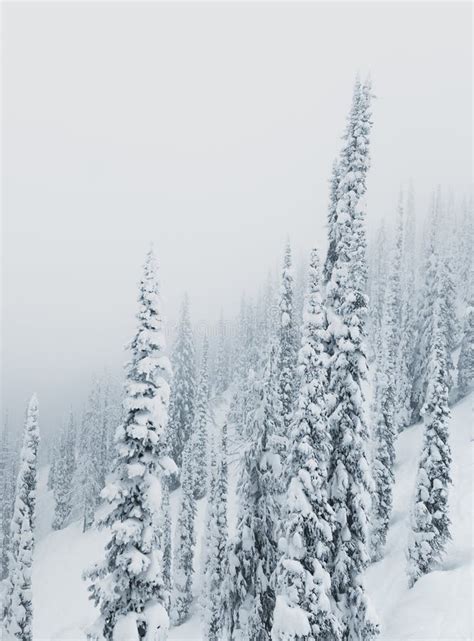 Trees Covered With Hoarfrost And Snow In Mountains Stock Image Image