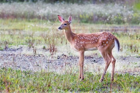 White Tailed Deer Fawn Odocoileus Virginianus Walking In The Forest