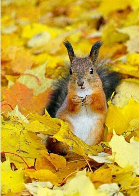 Squirrel In Autumn Leaves Animals Beautiful Animals Squirrel