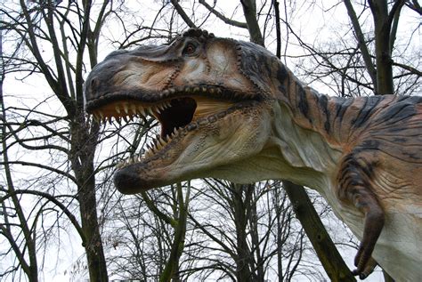 무료 이미지 동물 상 조각 이 공룡 티라노 사우루스 몬차 파크 렉스 벨로시 랩터 3872x2592