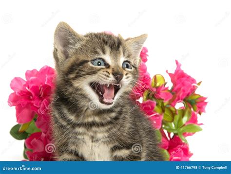 Tabby Kitten And Flowers Stock Photo Image Of Adorable 41766798