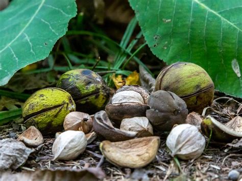Storing Hickory Nuts When And How To Harvest Hickory Nut Trees Gardening Know How