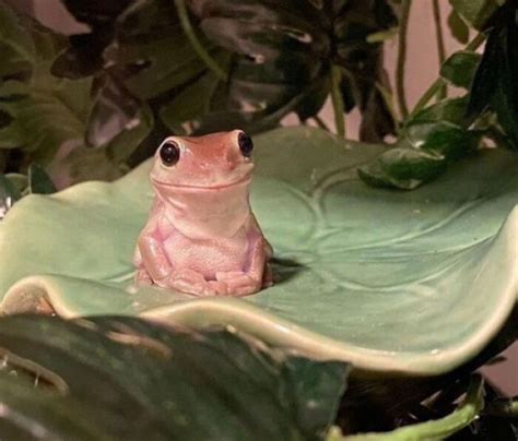50 Adorable And Funny Frog Pics To Make Your Day Better Bored Panda