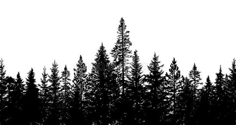 Pine Tree Silhouettes Stock Illustrations 4294 Pine Tree Silhouettes