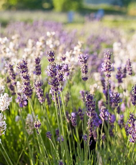 Best Lavender Varieties For Filling Your Garden With Color And