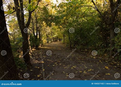 Alley In The Park Path In The Autumn Park Stock Photo Image Of Leaf