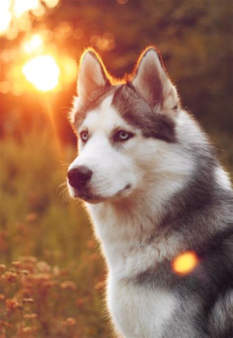 te contamos todas las razas de perros lobos  existen wakyma