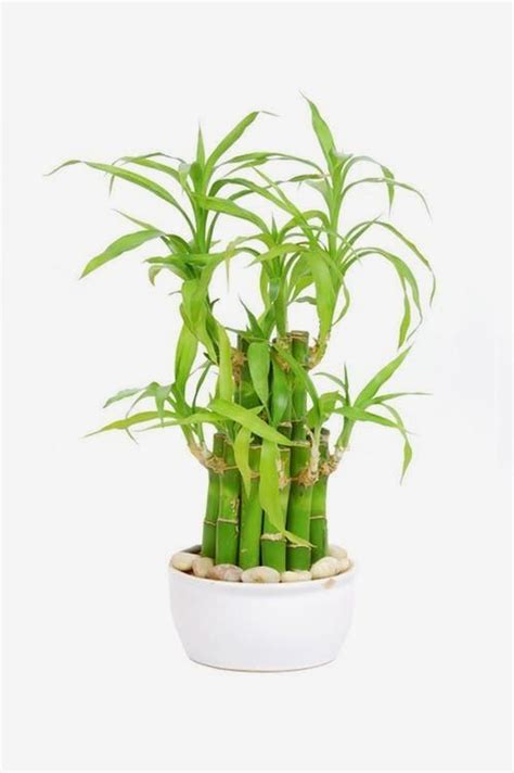 32 Office Plants Youll Want To Adopt Bambou En Pot Plantes De