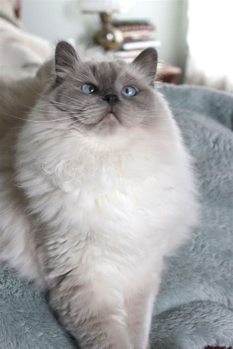 Blue Point Ragdoll Blue Point Male Ragdoll Tap The Link Now All