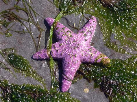 Sea Star On Beach At Shorewood Burien Seattle Waterfront House For Sale