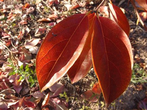 En effet, ces arbustes offrent des feuilles de couleur rouge lorsqu'elles sont jeunes et virent au vert foncé. Images Gratuites : arbre, la nature, branche, feuille ...