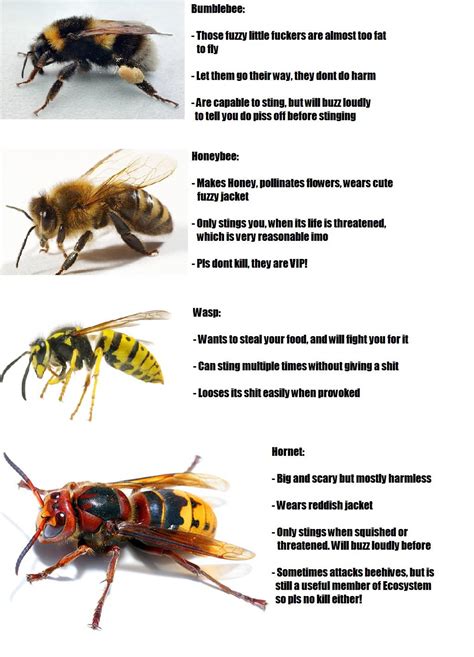 Honey Bee Vs Hornet Vs Wasp Mice