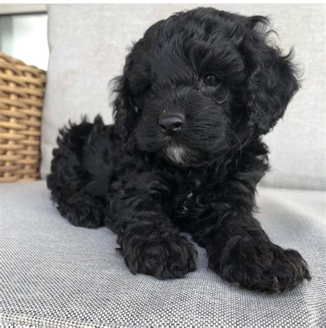 Adorable cavapoo babies available for new homes. Cavapoo Puppies For Sale | New York, NY #337069 | Petzlover