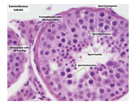 Seminiferous Tubule Histology