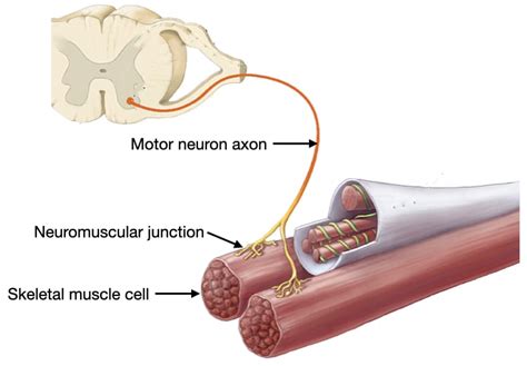 Structure And Function Of Muscle And Nerves Lab