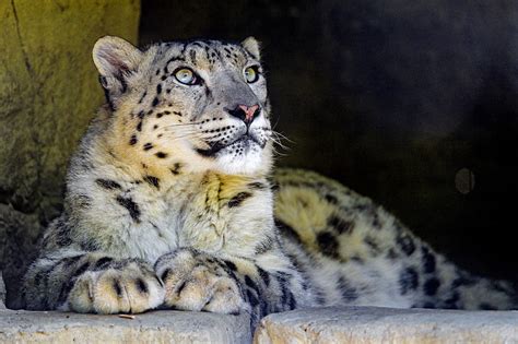 Snow Leopard Big Cat Predator Sight Rocks Hd Wallpaper Peakpx