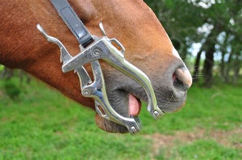 Step By Step Equine Dentistry Texas Equine Dentistry Weesatche Tx