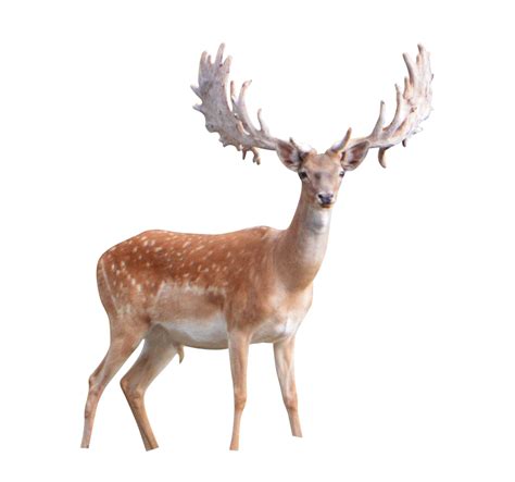 Deer Png Transparent Images Png All