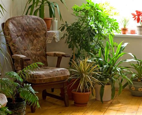 Living Room Houseplants Tips On Growing Plants In The Living Room