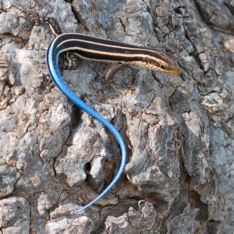 Blue Tailed Skink If Someone Has A More Official Name
