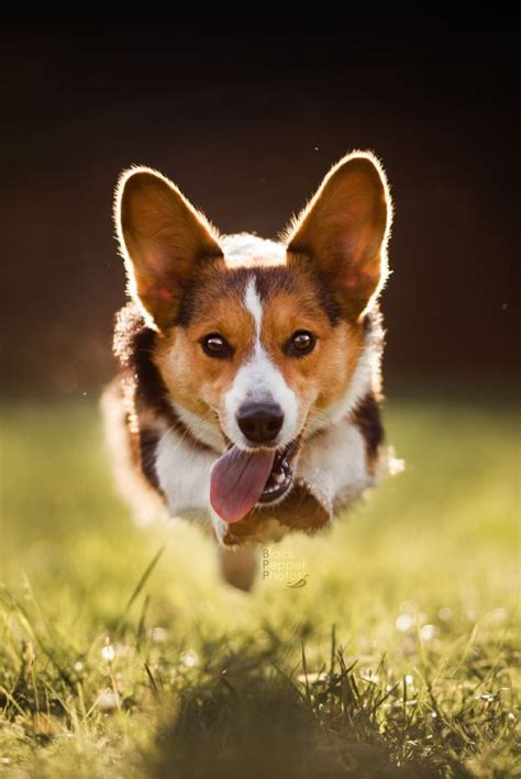 Or is there any adoption places? 120 best images about corgi love on Pinterest